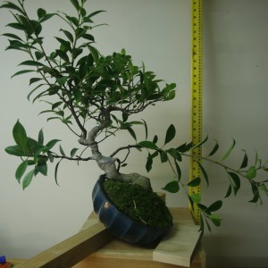 Ficus #2