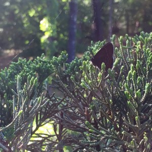 Juniper Butterfly