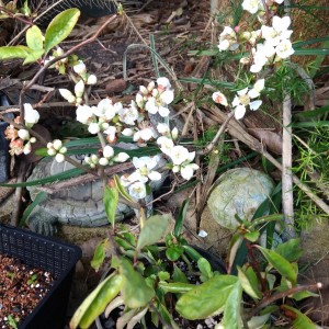 Concorted white quince