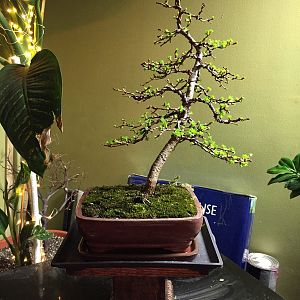 Japanese Larch After Repot