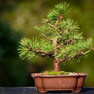 Bonsai Repotting1 2017-18