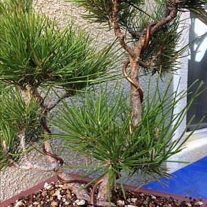 Japanese Black Pine #3