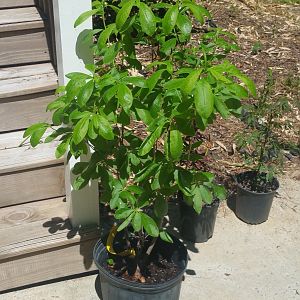 j.e.b Stuart native azalea