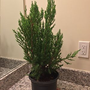 Chinese Juniper