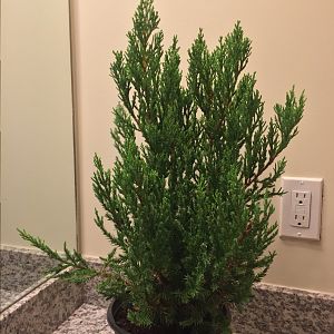 Chinese Juniper