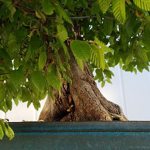 Korean Hornbeam trunk base