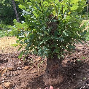 Image Regal Prince Oak