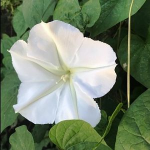 Moonflower