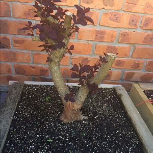 Smoke tree budding