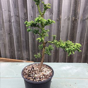 Cryptomeria “Bandai Sugi”