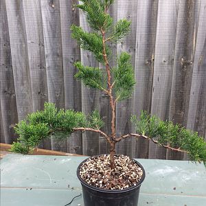 Juniper chinensis “Kaizuka”