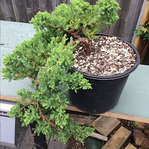 Juniper procumbens nana