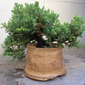 Juniper procumbens - August 2017