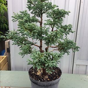 Chamaecypris pisifera “Boulevard “