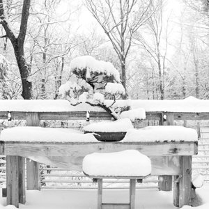 Media 'March2018SouthWestVASnow.jpg' in category 'Bonsai Nut Public Galleries'