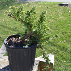 Shore Juniper Blue Pacific juniperus conferta