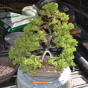 Ole No2 repot 4 29 18.JPG