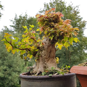 Trident Maple