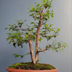 English Elm