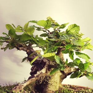 Powerful Carpinus