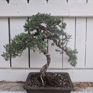 Media 'IMG_20180806_050631_729.jpg' in category 'Bonsai (work-in-progress)'