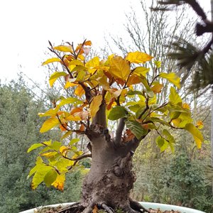 European Beech