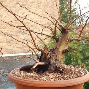 Media 'Hornbeam' in category 'Bonsai (work-in-progress)'