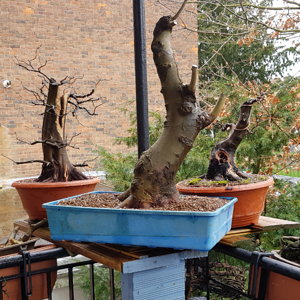 balcony bonsai