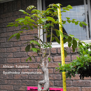 African Tuliptree Spathodea campanulata.JPG