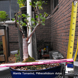 Manila Tamarind Pithecellobium dulce.JPG