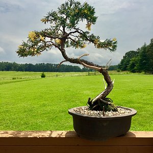 Chinese Variegated Juniper- 2019 John Wall Styling.jpg