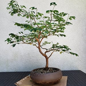 Media '20190818_122328.jpg' in category 'Bonsai Nut Member Galleries'