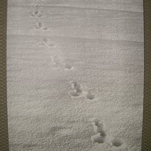 Rabbit Tracks closeup.JPG