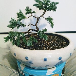 Juniper Squamata (Blue Star) 02