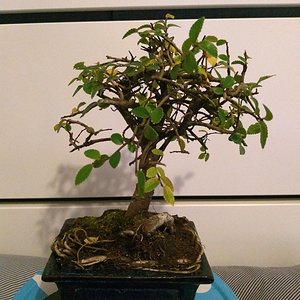 Chinese Elm 01.jpg