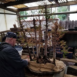 Dawn redwood forest