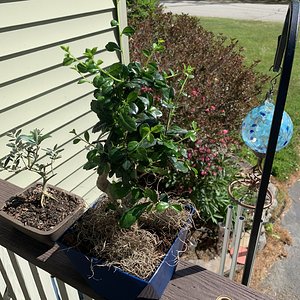 Fukien tea