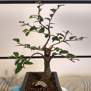 Chinese Elm 04