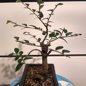 Chinese Elm 05