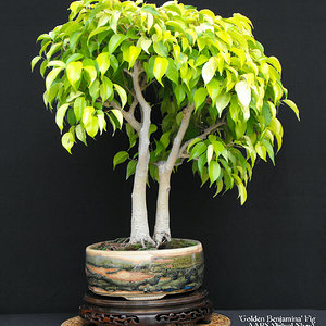 7 Ficus benjamina 'Golden Benjamin'.JPG