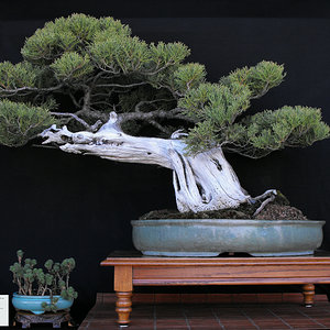 Chinese Juniper.JPG