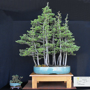 Media 'Tamarack forest.JPG' in category 'Bonsai Nut Member Galleries'