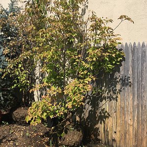 Cornus kousa