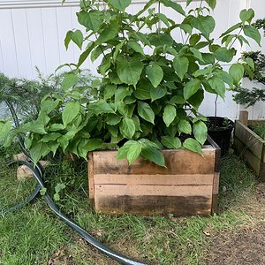 Cornus kousa