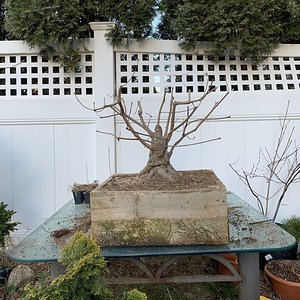 Cornus kousa