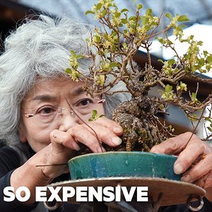 Media 'Why Bonsai Are So Expensive | So Expensive' in category 'Bonsai (work-in-progress)'