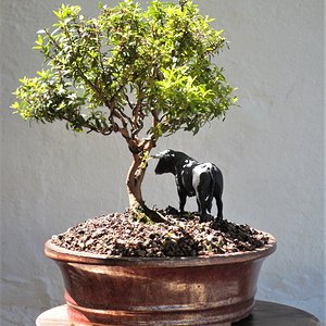 Media 'Myrtus communis "tarentina"' in category 'Bonsai Nut Member Galleries'