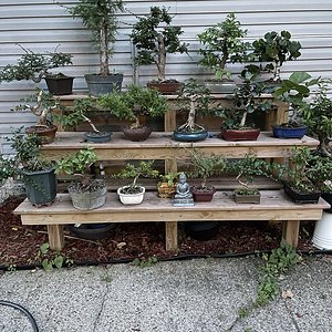 My bonsai collection got stolen