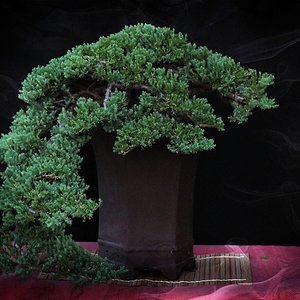 Juniper Procumbens - Cascade Style