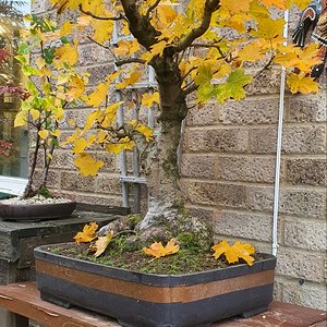 Norway maple in full autumn colours